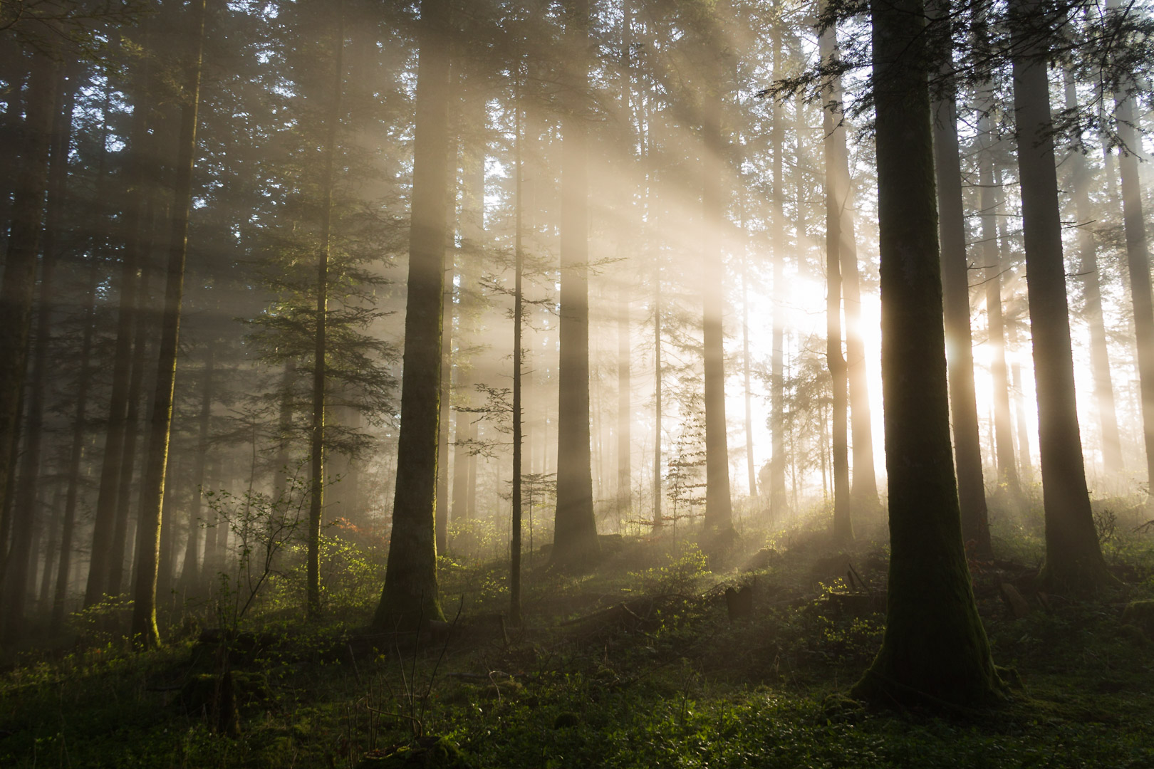 Lumière matinale perce la forêt