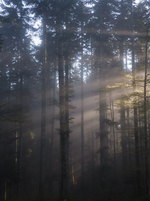 Lumière matinale perce la forêt