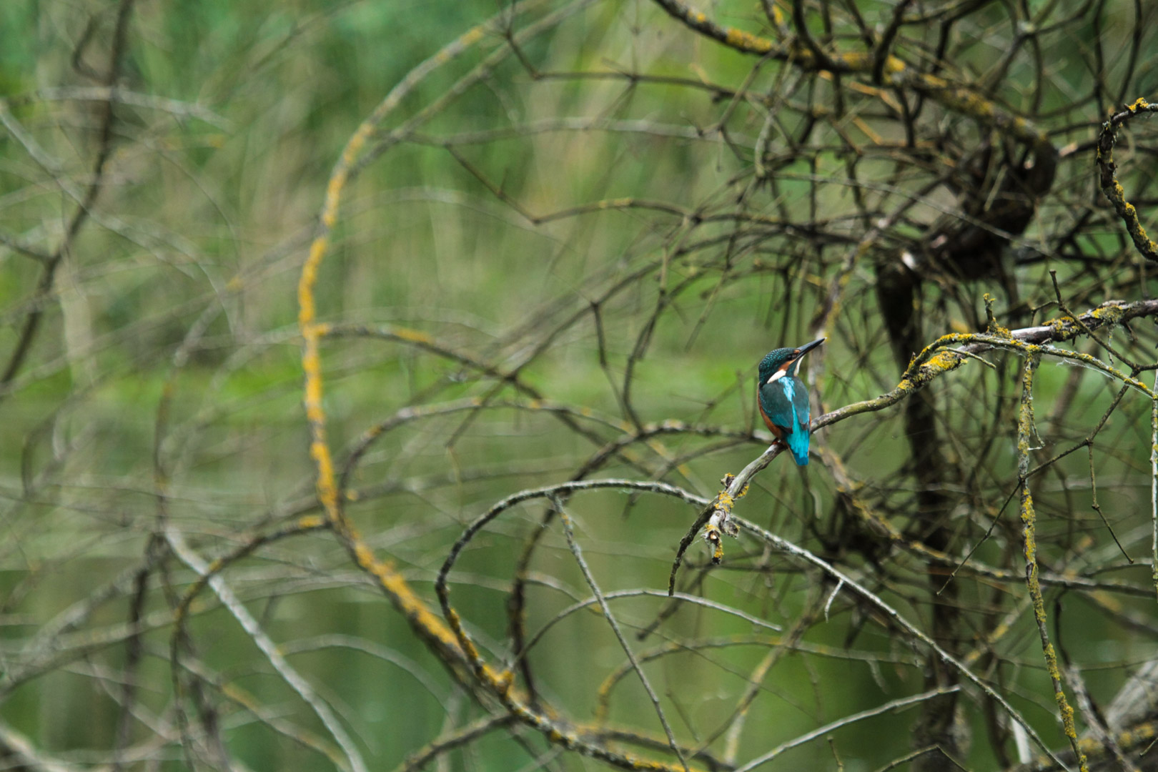 Flèche bleu - Martin pêcheur